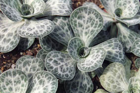 Brunnera macrophylla